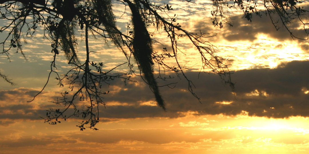 Image of a lake behind a tree and a title of Mandeville Louisiana Northshore area