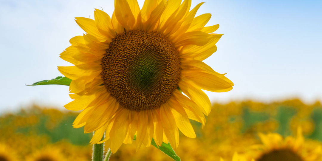 Sunflower on sunny day and a blue sky in the background