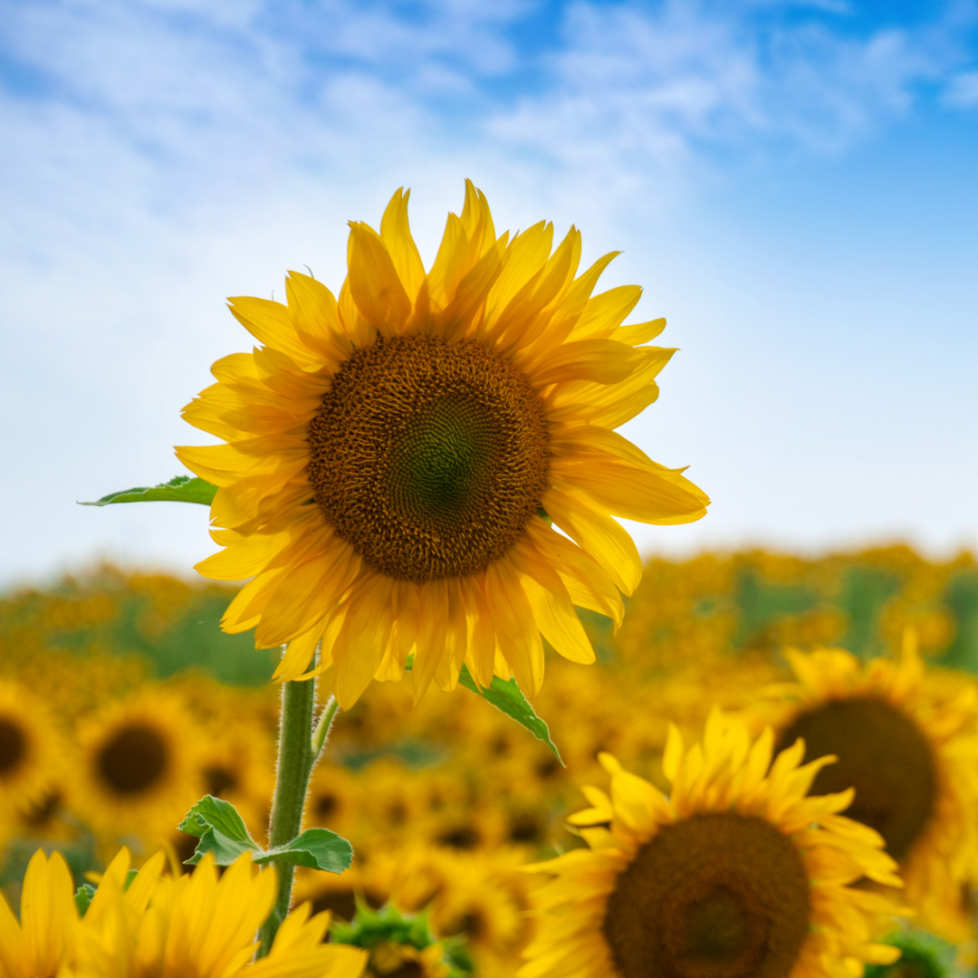 Sunflower on sunny day and a blue sky in the background