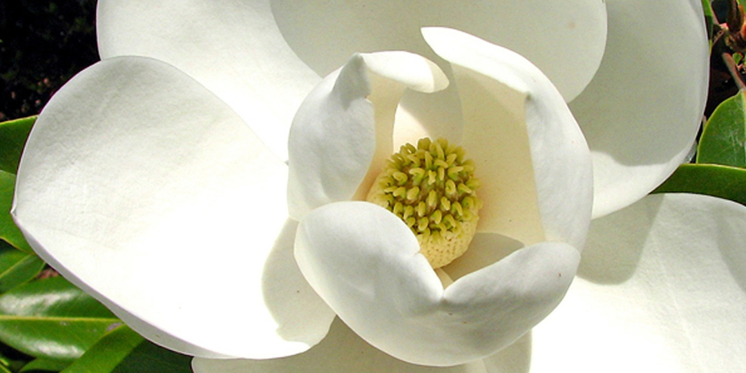 A magnolia and the words Covington Northshore Louisiana Area