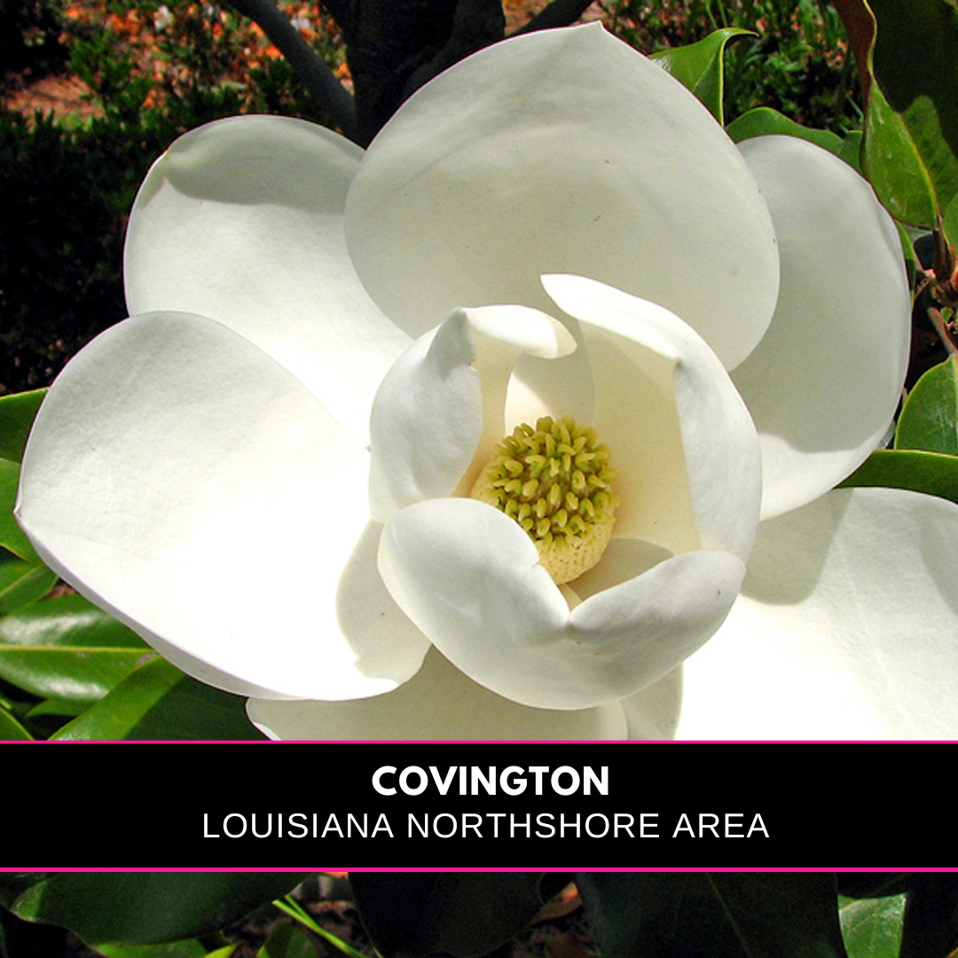 A magnolia and the words Covington Northshore Louisiana Area