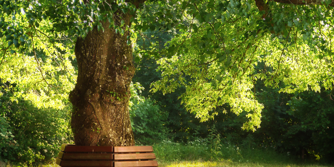 A tree with green leaves and a bench around it and the words Hammond Louisiana northshore area