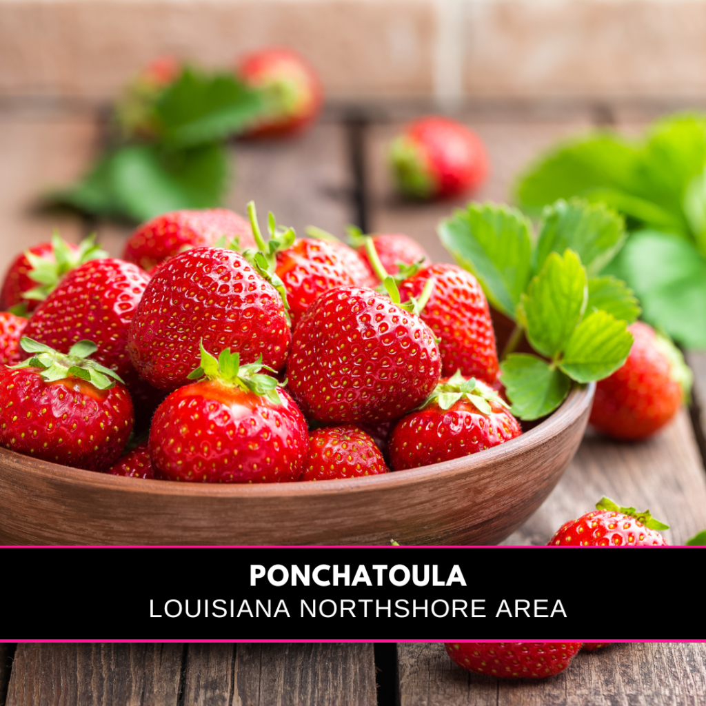 An image of a bowl of strawberries and the words Ponchatoula Louisiana.